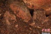 黔南江西发现蜘蛛新物种 为研究呵叻蛛属适应区域提供依据
